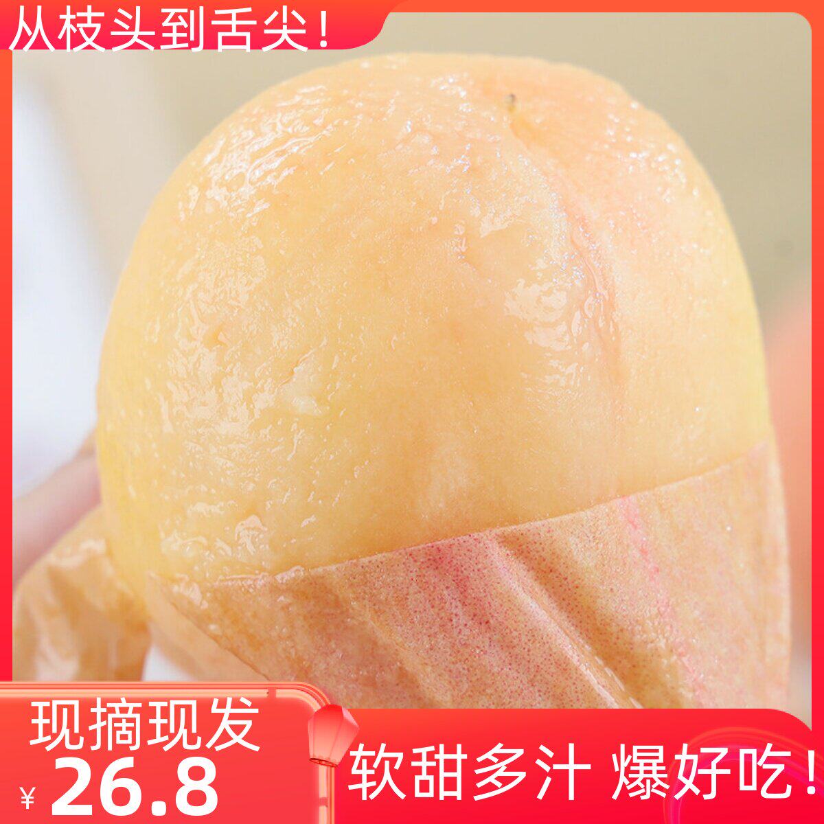 现摘无锡白凤湖景雨花露
