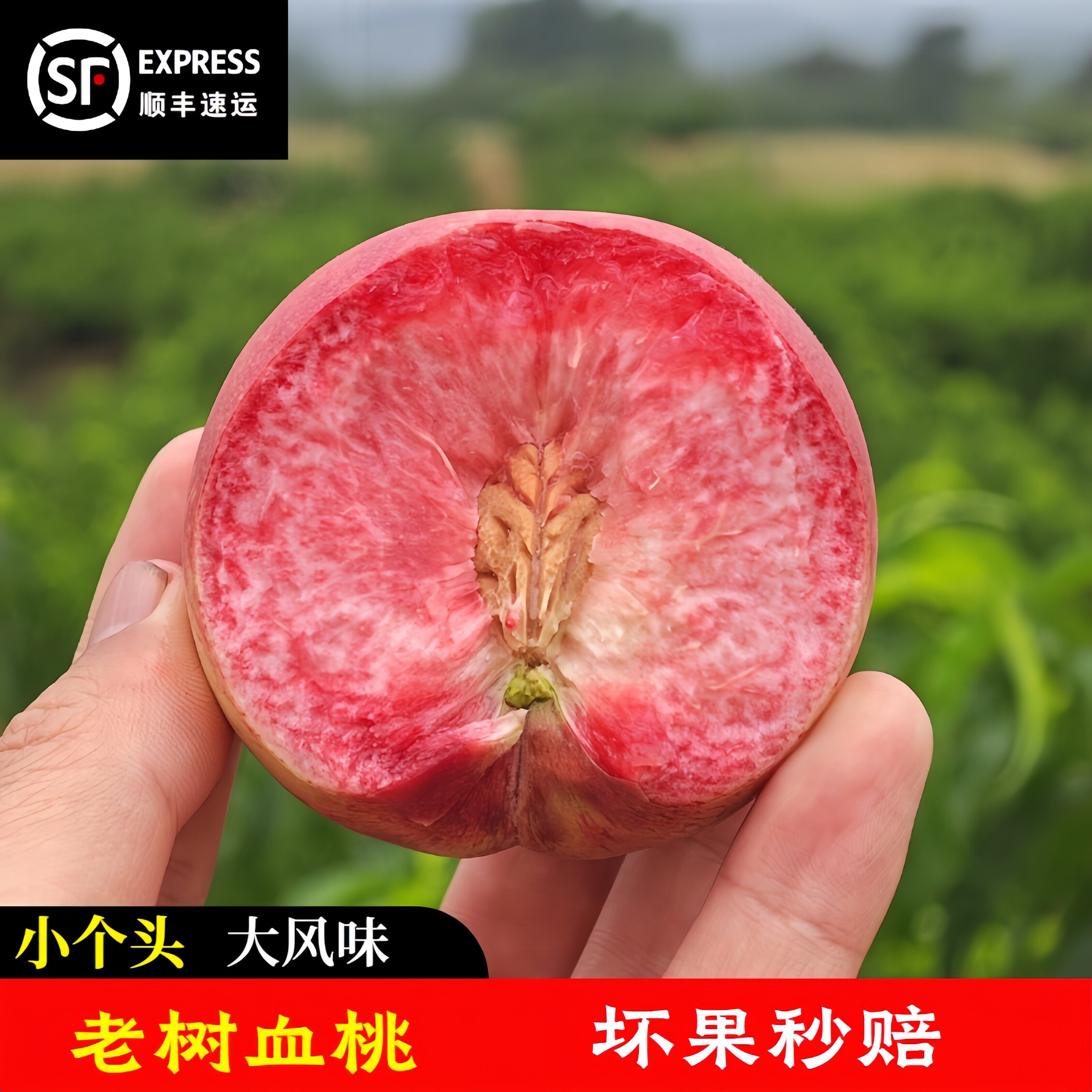 正宗血桃新鲜水果朱砂红桃胭脂红桃当季应季孕妇老树5斤顺丰包邮
