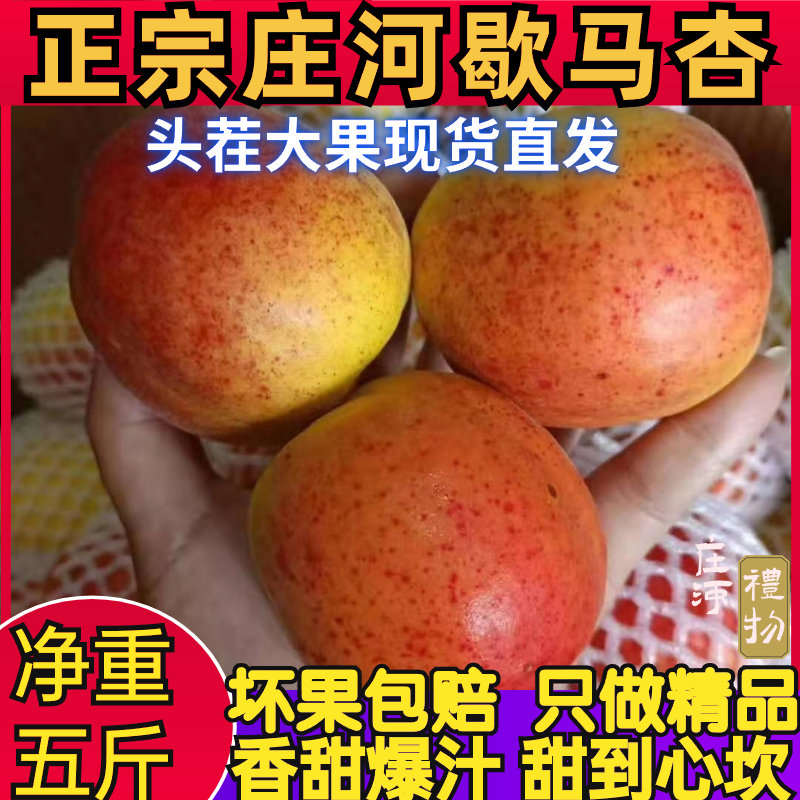 歇马杏正宗特产庄河歇马杏应季新鲜大甜杏孤山杏梅甜杏红杏顺丰