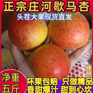 歇马杏正宗特产庄河歇马杏应季新鲜大甜杏孤山杏梅甜杏红杏顺丰