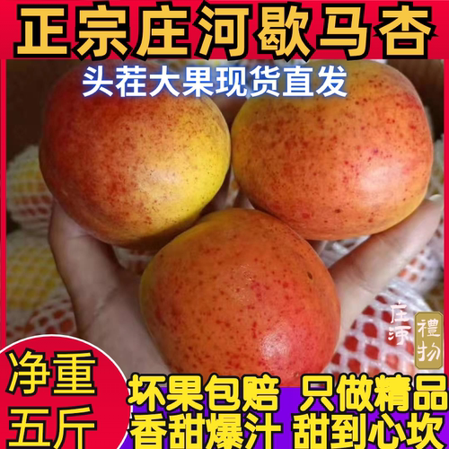 歇马杏正宗特产庄河歇马杏应季新鲜大甜杏孤山杏梅甜杏红杏顺丰