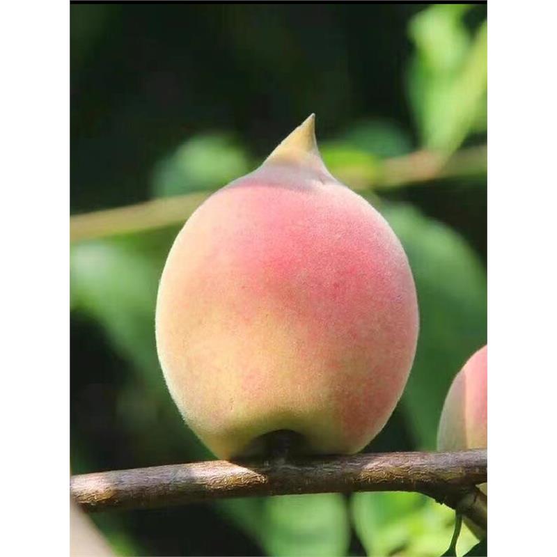 正宗新鲜鹰嘴桃大果5斤当