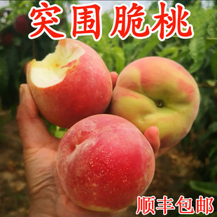 桃子新鲜水果水蜜桃现摘鲜果5斤当季毛桃脆桃湖北红心脆甜突围桃