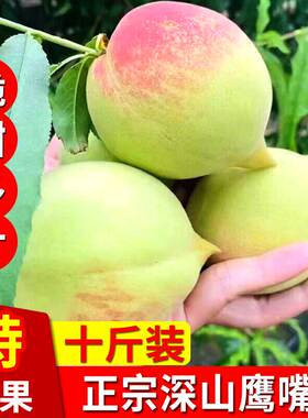 正宗高山鹰嘴桃新鲜当季