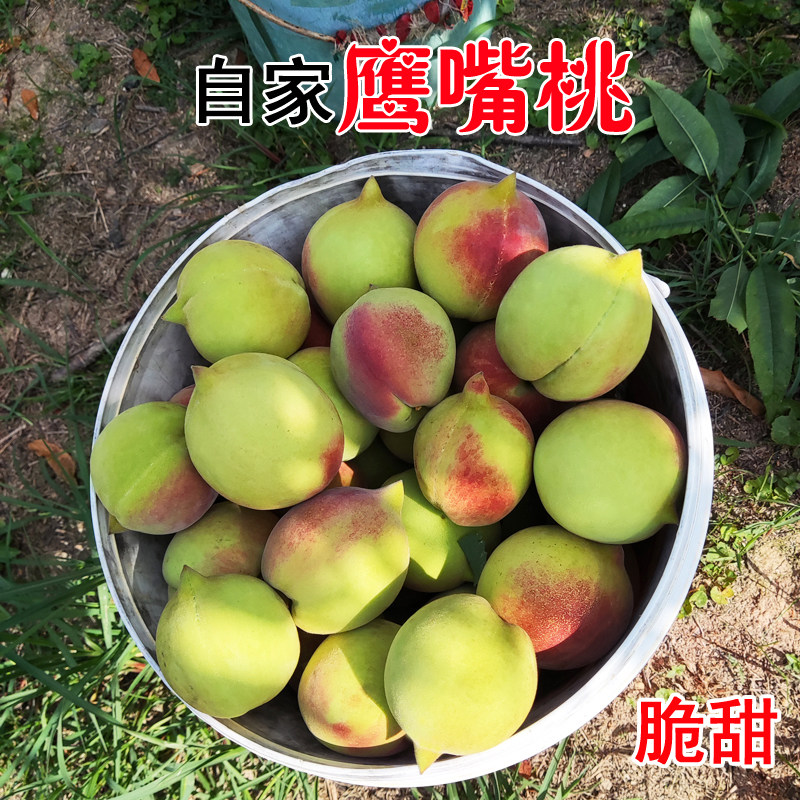 正宗赣南鹰嘴桃9斤现摘现