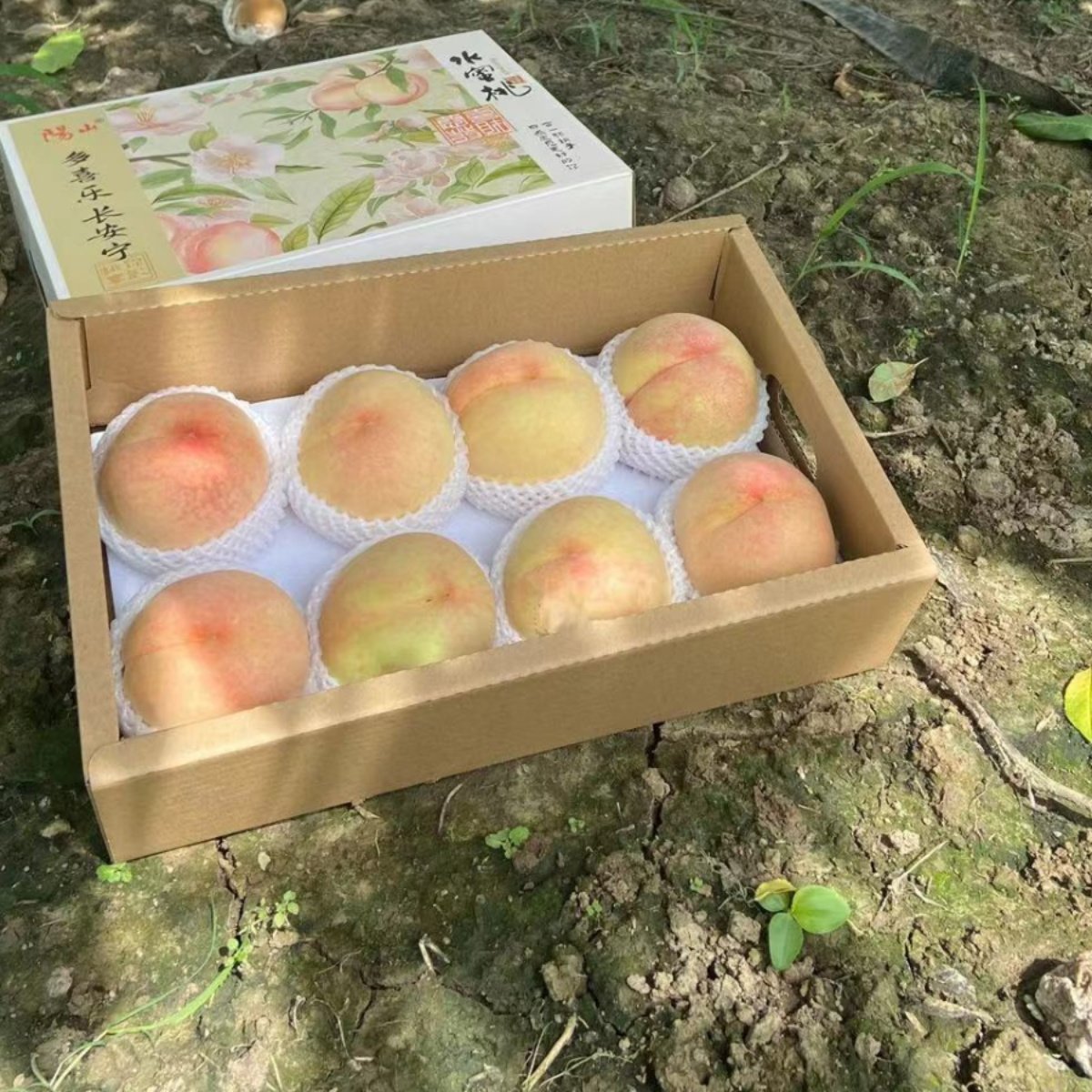 正宗无锡阳山水蜜桃水果5