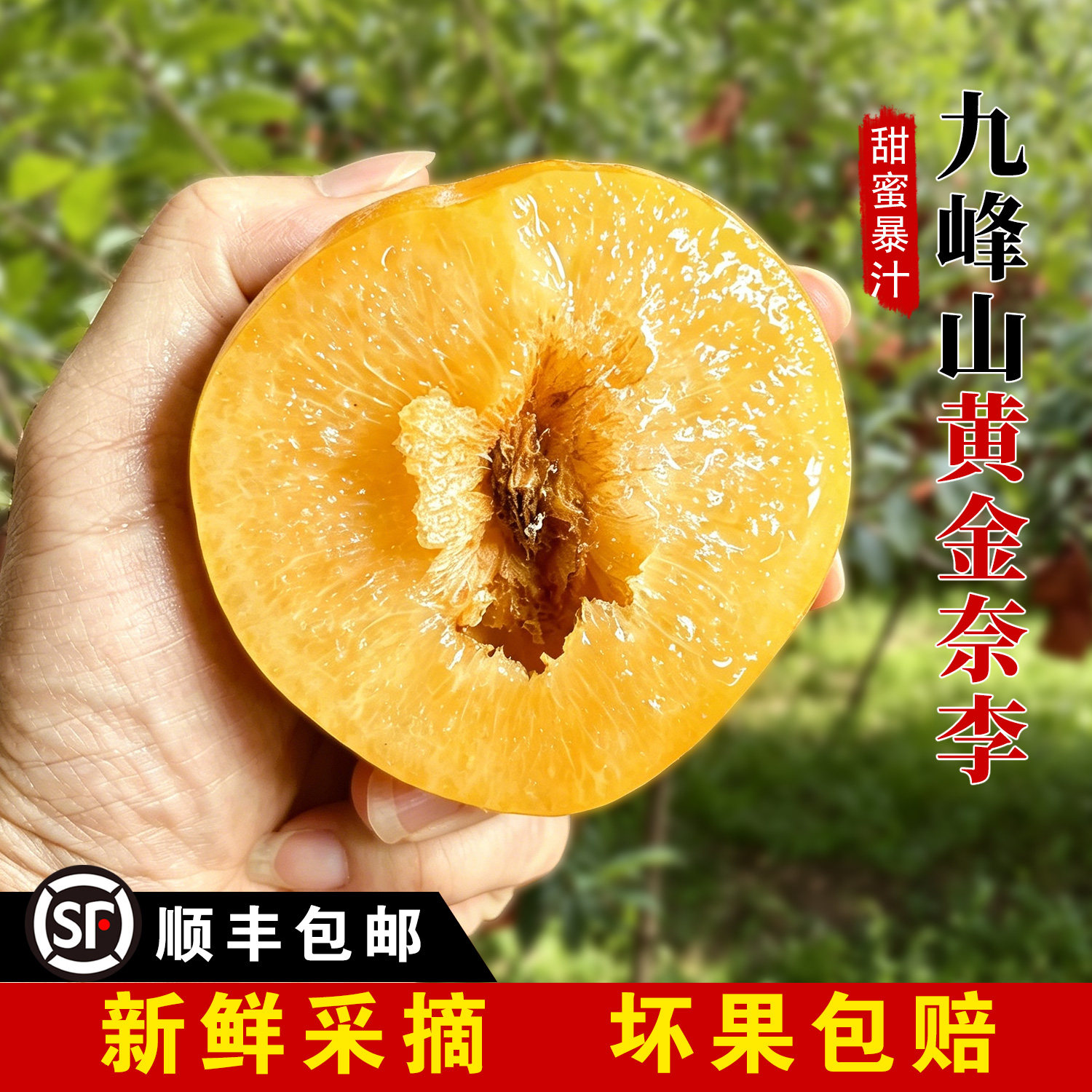 韶关乐昌九峰山黄金奈李