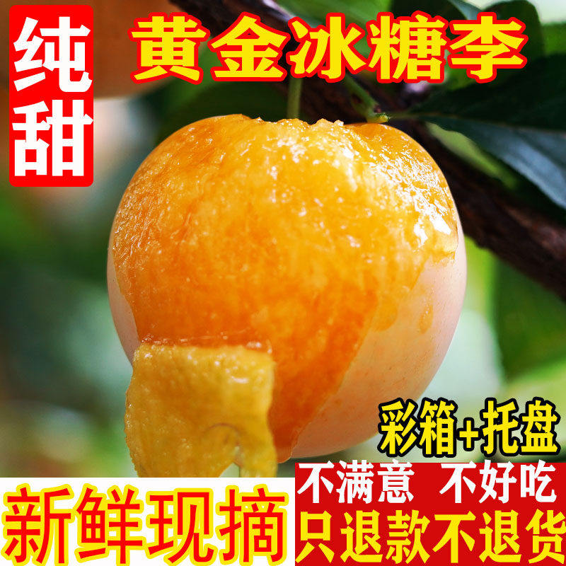 四川桃花李黄金冰糖李新
