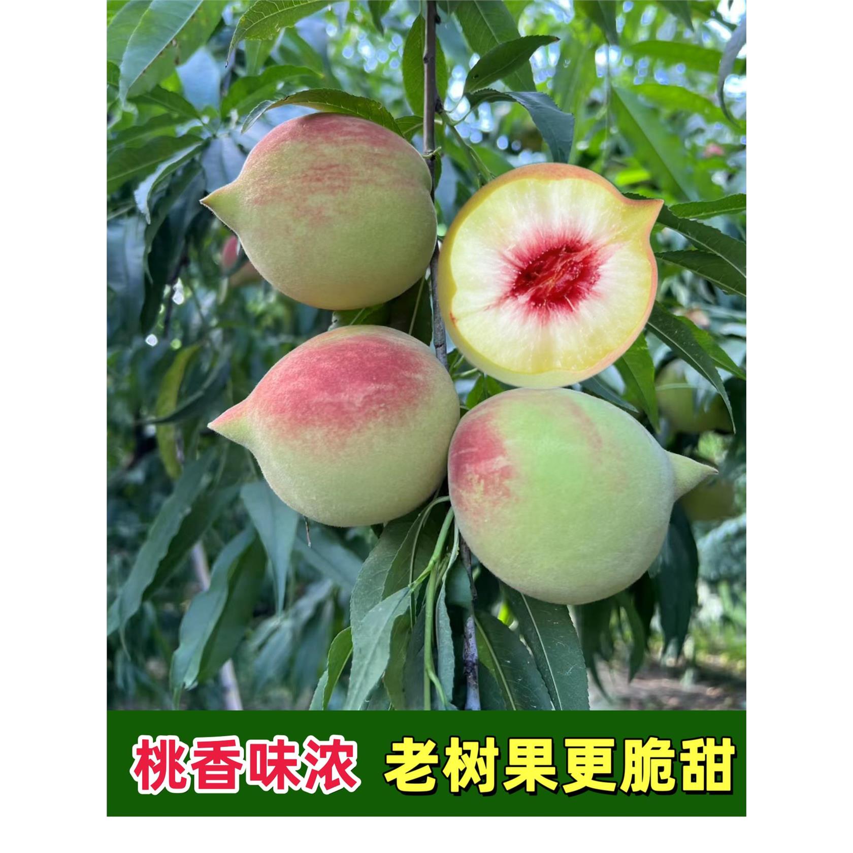 正宗鹰嘴桃新鲜现摘脆甜