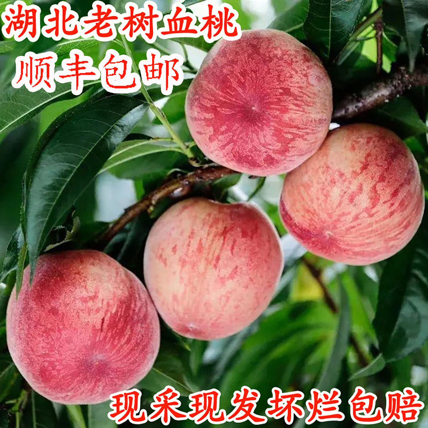 血桃新鲜水果正宗果园现摘湖北老树现发胭脂红中华老品种红心桃子