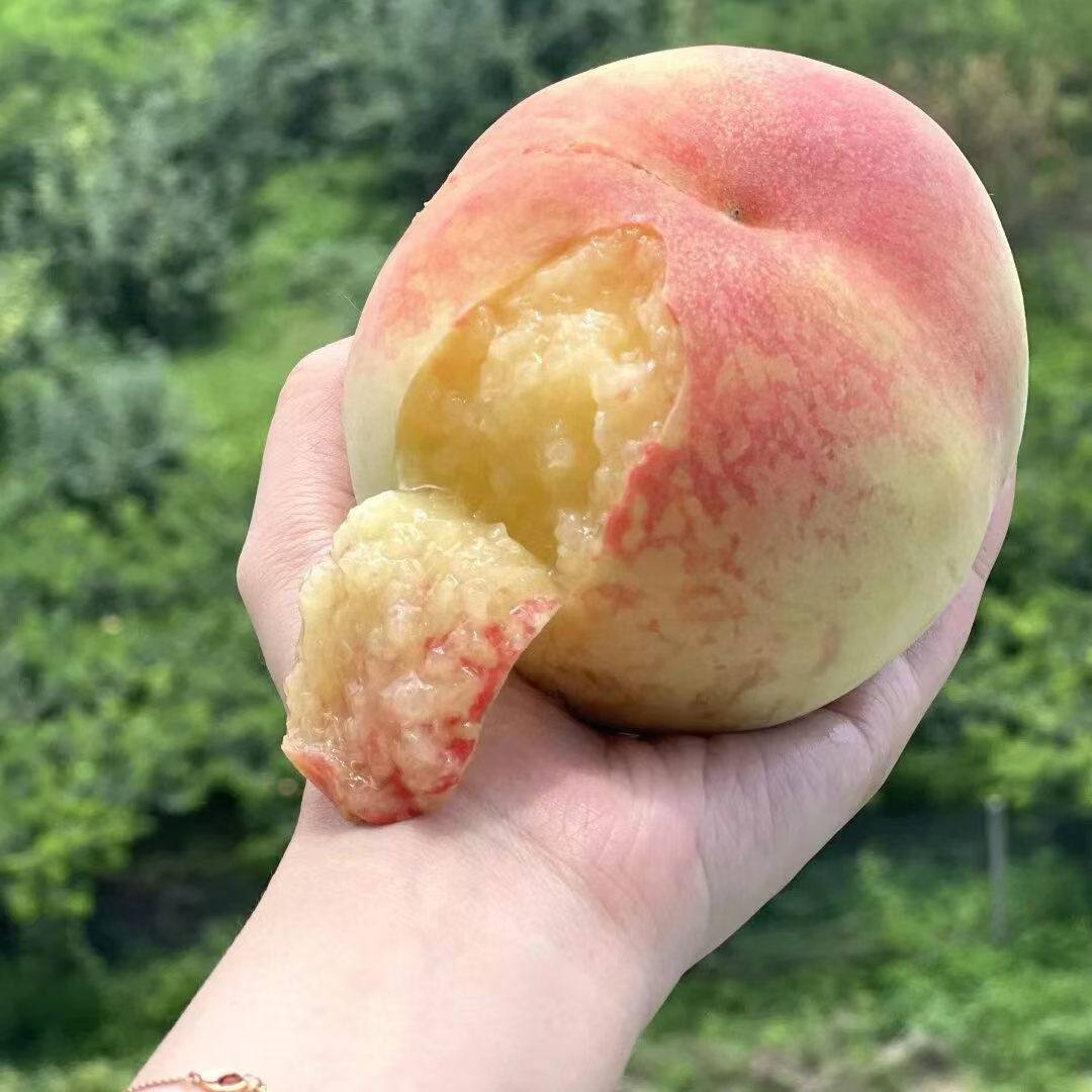 正宗阳山水蜜桃软到插