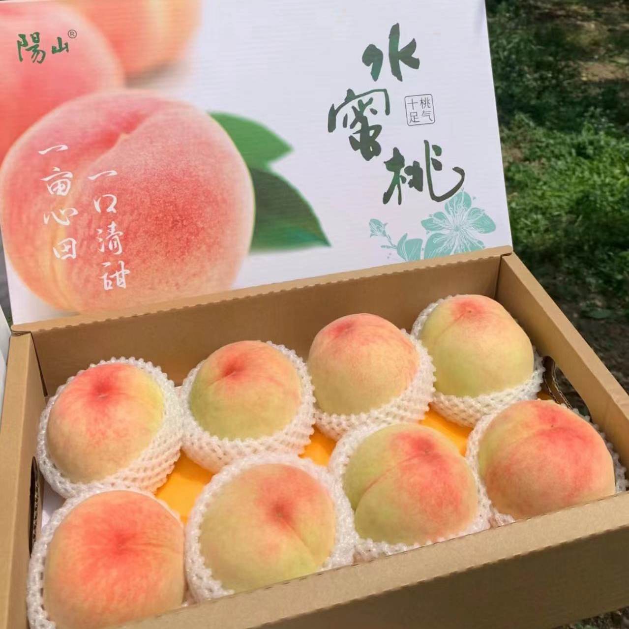 正宗无锡阳山水蜜桃日川