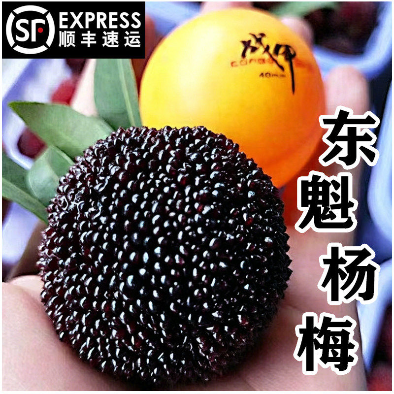 【贡品】杨梅新鲜浙江仙居东魁杨梅鲜果时令礼盒装现摘现发顺丰
