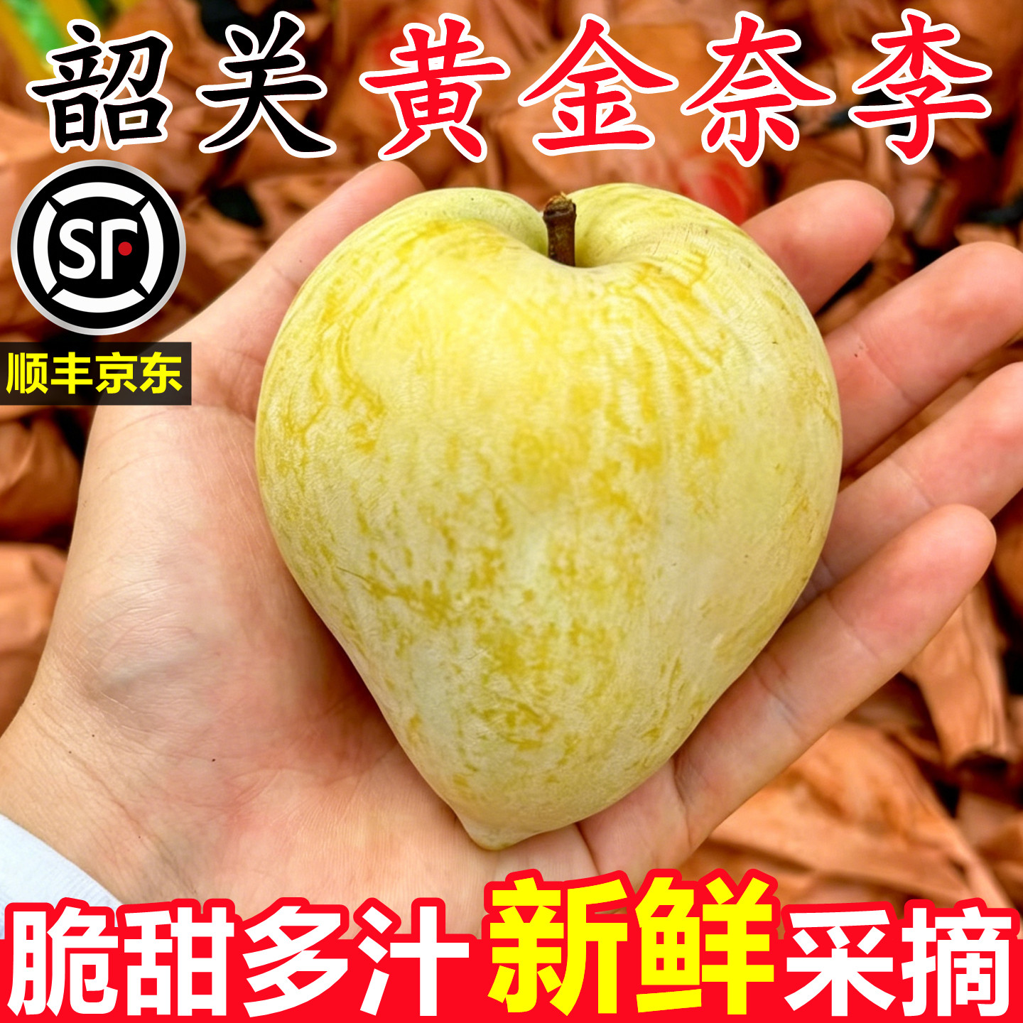 正宗韶关九峰黄金奈李新