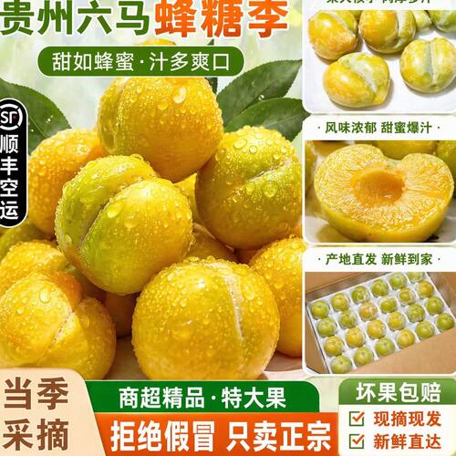 贵州蜂糖李原产地正宗六马直发现摘现发提供溯源码防伪假一赔十