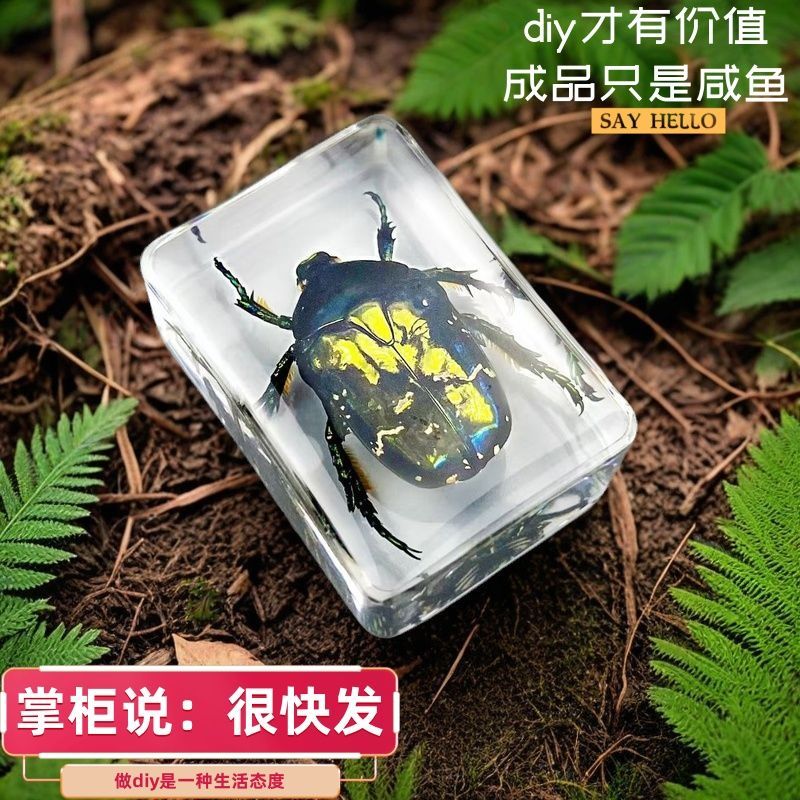 甲虫标本制作工具全套琥珀标本昆虫制作工具diy材料包手工蝴蝶科
