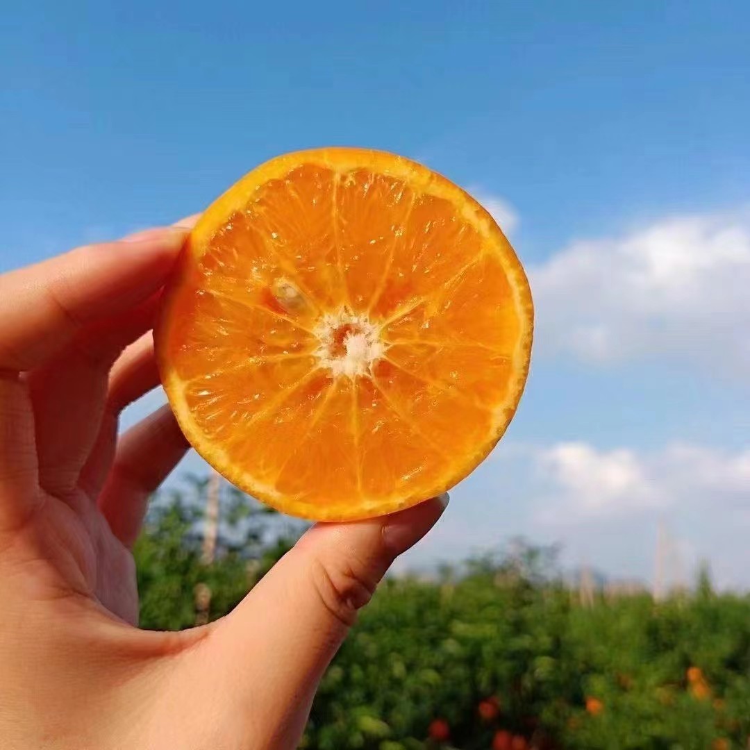 攀枝花沃柑不打蜡纯甜