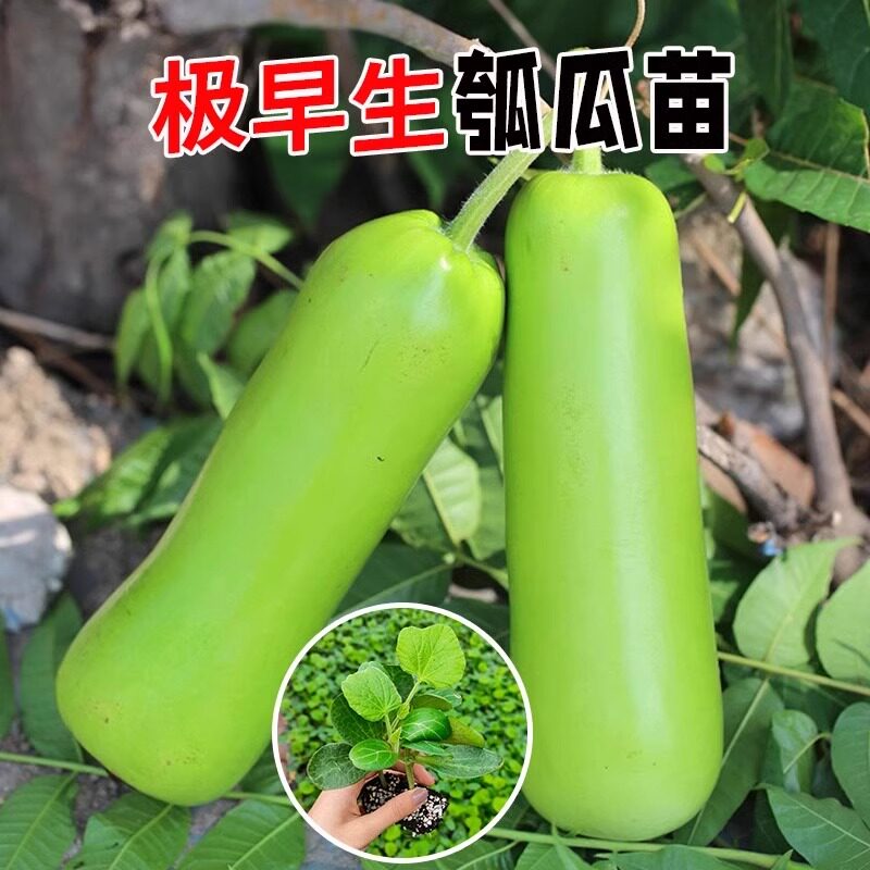 早熟长瓠子瓜苗蒲瓜葫芦瓜子西葫芦南瓜种籽四季蔬菜瓠瓜种子高产