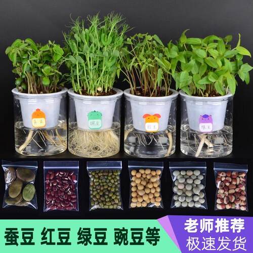 水培种子盆栽学生观察植物发芽菜