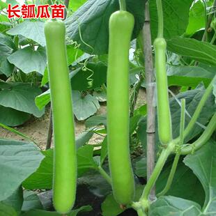 长瓠子瓜苗蒲瓜葫芦瓜子西葫芦南瓜种籽四季蔬菜瓠瓜种子早熟高产