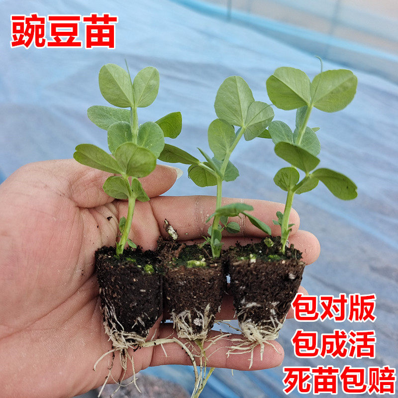 春秋耐寒豌豆苗带土发货毛豆秧苗农家庭院种植荷兰豆苗可蔬菜苗尖