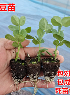 冬季耐寒豌豆苗四季种植小青豆苗