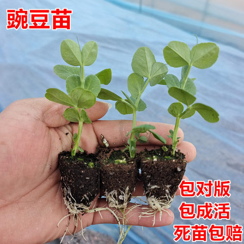 冬季耐寒豌豆苗四季种植小青豆苗