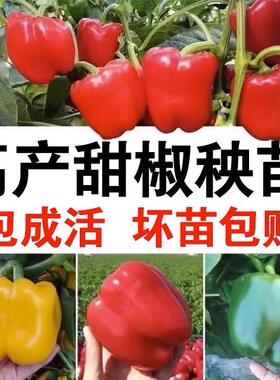 高产辣椒苗黄色甜椒红色彩椒秧苗甜椒种籽厚皮灯笼椒四季蔬菜庭院