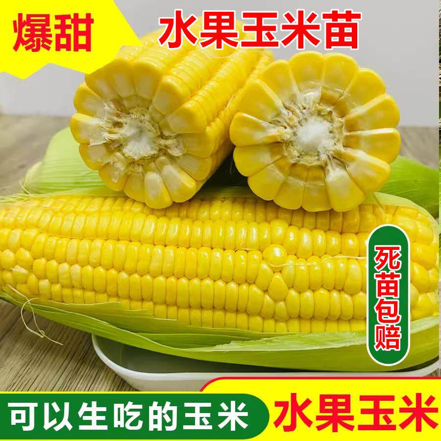 早熟超甜水果玉米苗白糯玉米彩玉米种籽子黑甜糯玉米庭院高产秧苗