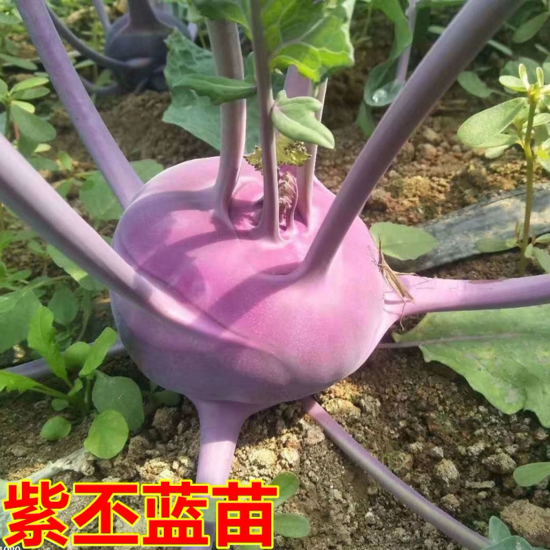 秋冬紫苤蓝苗苤兰秧苗种籽孑四季蔬菜苗秋季疙瘩青丕兰芥菜芥蓝头