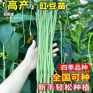 无架长豆角苗早熟农家芸豆无筋豇豆种子四季豆苗蔬菜种孑阳台盆栽