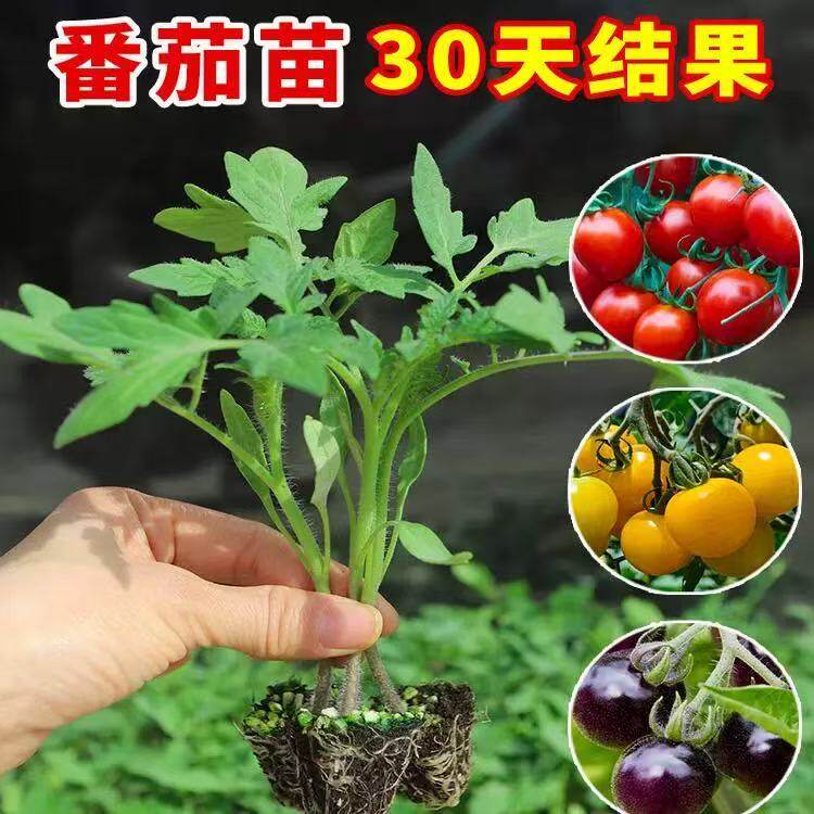 农家菜园四季西红柿秧苗原土发货