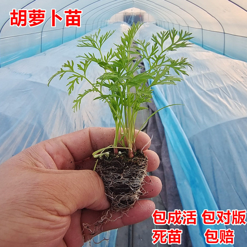 水果胡萝卜苗盆栽紫参拇指萝卜秧苗四季高产九寸参种子秋冬季秧苗