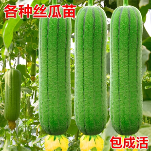 肉丝瓜苗秧长菱角丝瓜水瓜西葫芦苦瓜南瓜种子四季庭院种植蔬菜苗