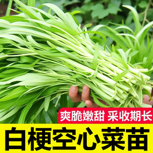 白梗空心菜苗 小叶白骨空心菜秧苗 柳叶通心菜苗家庭菜园阳台盆栽