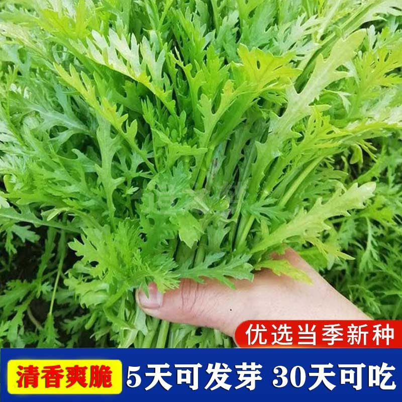 小叶茼蒿种子苗春秋冬天四季抗寒光杆皇帝菊花菜籽阳台盆栽蔬菜孑
