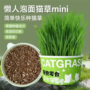 懒人泡面猫草盆栽猫草种子无土水培天然种植化毛磨牙洁齿猫咪零食