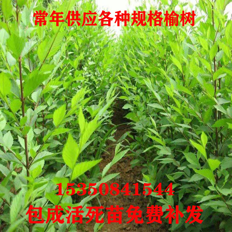 榆树苗白榆南方种植庭院绿化树墙