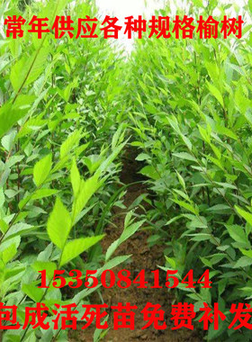 榆树苗白榆南方种植庭院绿化树墙