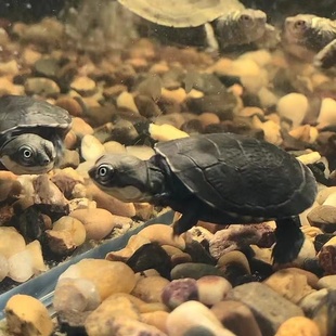 沼泽侧颈龟鱼缸观赏深水家养宠物小乌龟可爱萌宠活体微笑脸网红龟