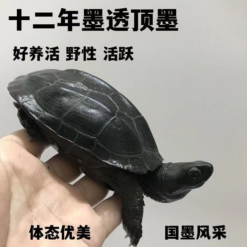 墨龟纯种全黑龟苗外塘草龟公乌龟活物长寿宠物龟观赏耐活中华碳墨