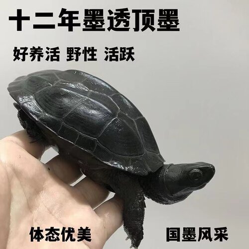 墨龟纯种全黑龟苗外塘草龟公乌龟活物长寿宠物龟观赏耐活中华碳墨