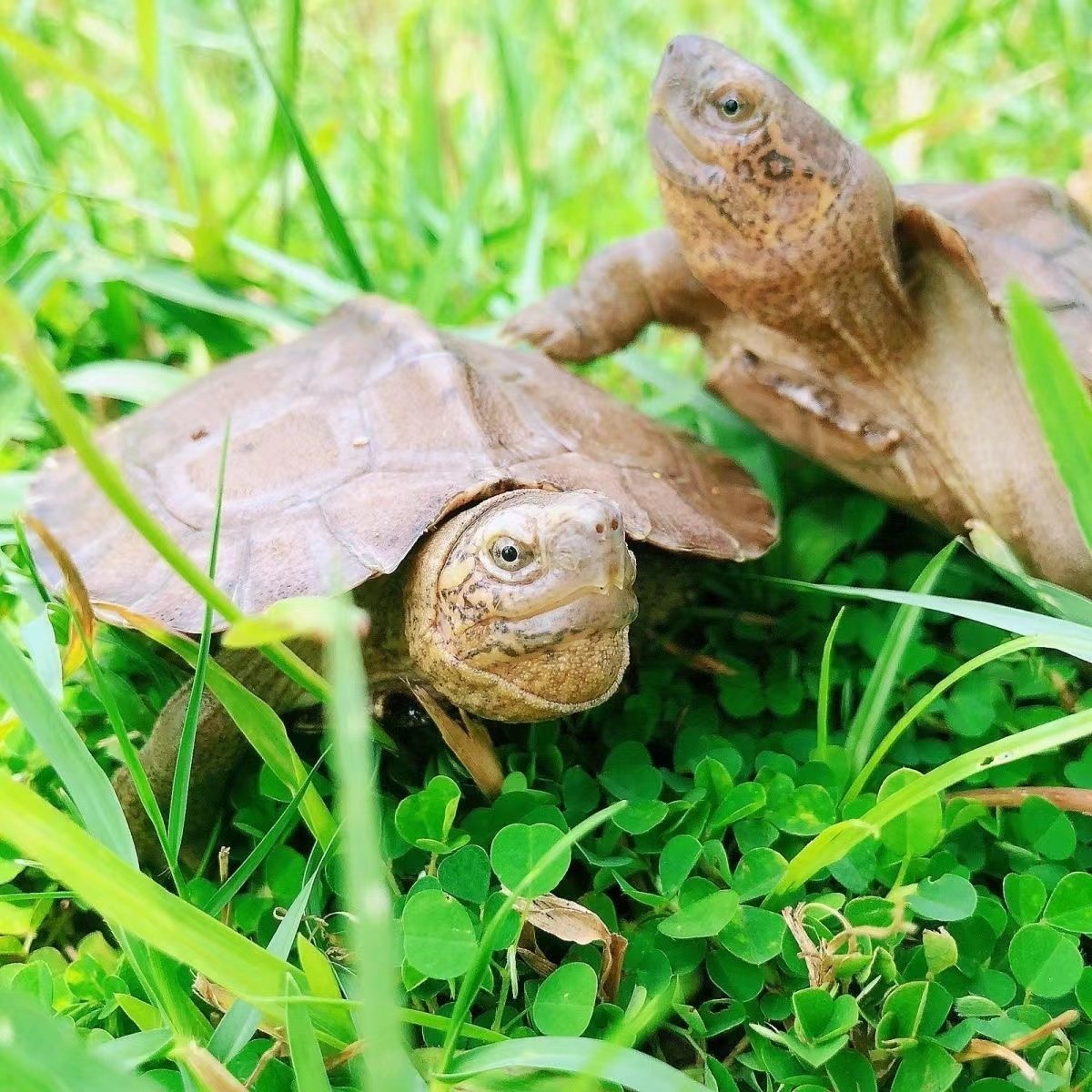 大东方亚巨大型吃菜吃水果素食可陆养水养活体家养宠物小乌龟