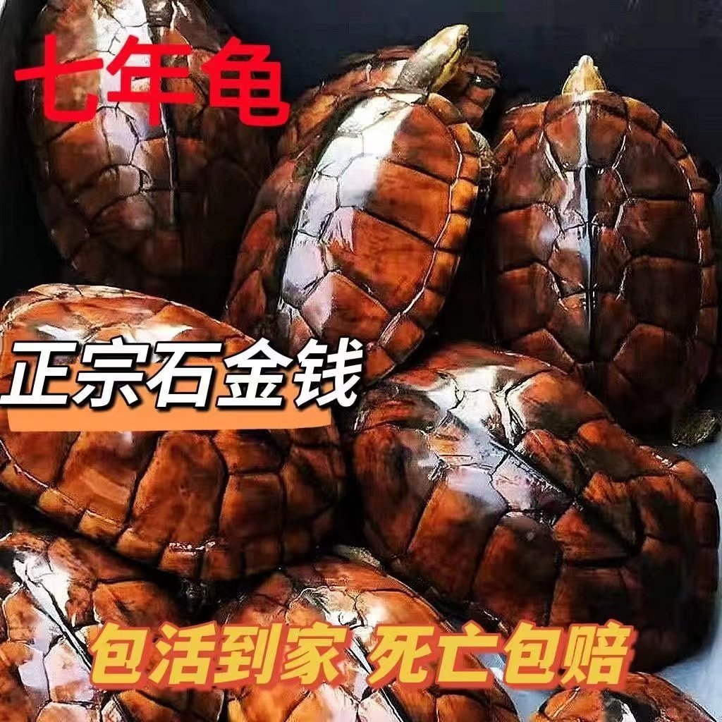 纯种正宗石金钱龟招财黄金乌龟冷水陆地长寿活体宠物龟稀有观赏龟,宠物/宠物食品及用品,龟/鳖,淘宝优惠券,粉丝福利购,淘宝优惠卷