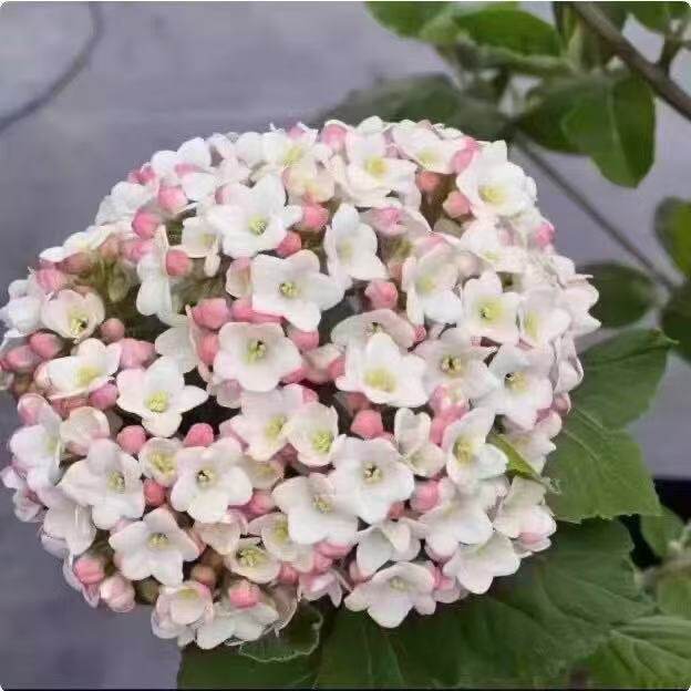 新品种大叶布克浓香味粉色红蕾雪球荚木绣球树苗盆栽苗