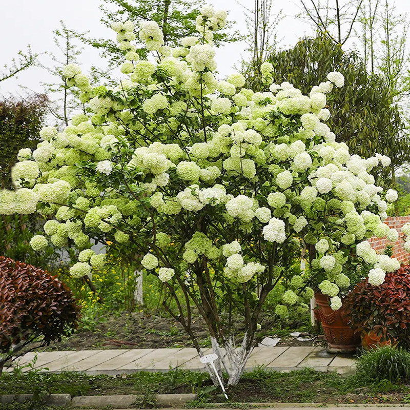中华木绣球斗球树苗欧洲木绣球玫瑰庭院观景树中国名贵树大花耐寒