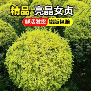 亮晶女贞球树苗小叶亮金女贞球形盆栽庭院绿化耐寒造型盆景植物