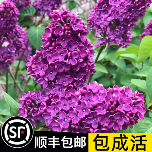 丁香花树苗盆栽盆栽别墅风景树浓香四季花卉耐寒植物欧洲丁香花苗