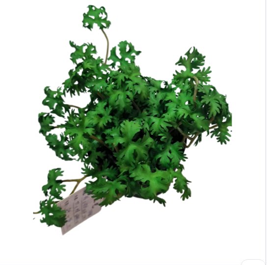 新款手感植物叶绿罗金钱叶香菜事仿真绿植
