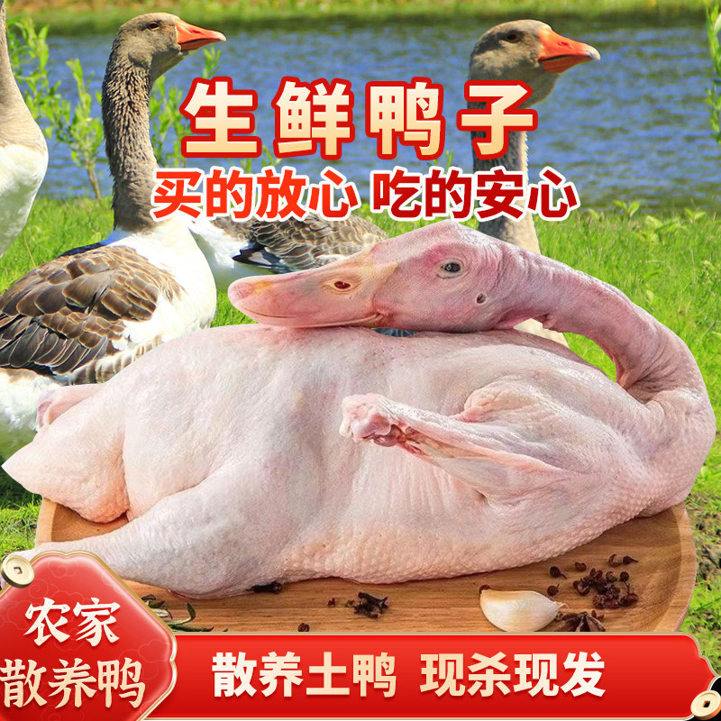 正宗安徽农家散养土鸭整只鸭肉新鲜麻鸭现杀现发白条鸭商用批发,水产肉类/新鲜蔬果/熟食,鸭肉/鸭肉制品,淘宝优惠券,粉丝福利购,淘宝优惠卷